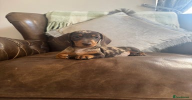 Miniature Dachshund dogs - Advert 13