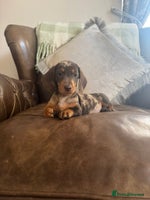 Miniature Dachshund dogs - Advert 13