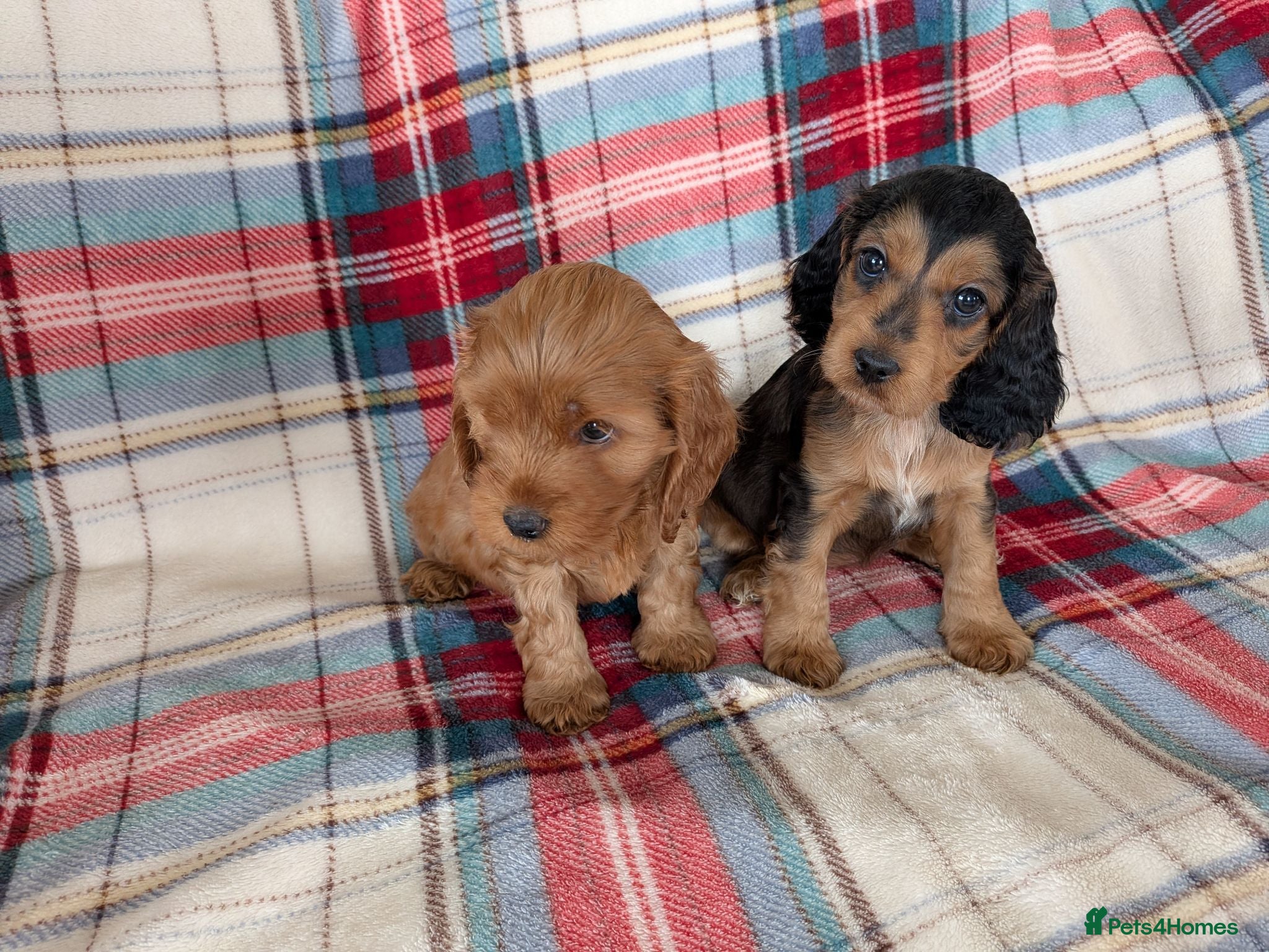 Cockapoo dogs Gorgeous cockapoos - Advert 10