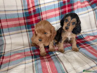 Cockapoo dogs Gorgeous cockapoos - Advert 10