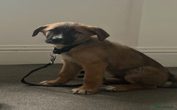 Mixed Breed dogs for sale: Belgian malinois x saint bernard - Image 8