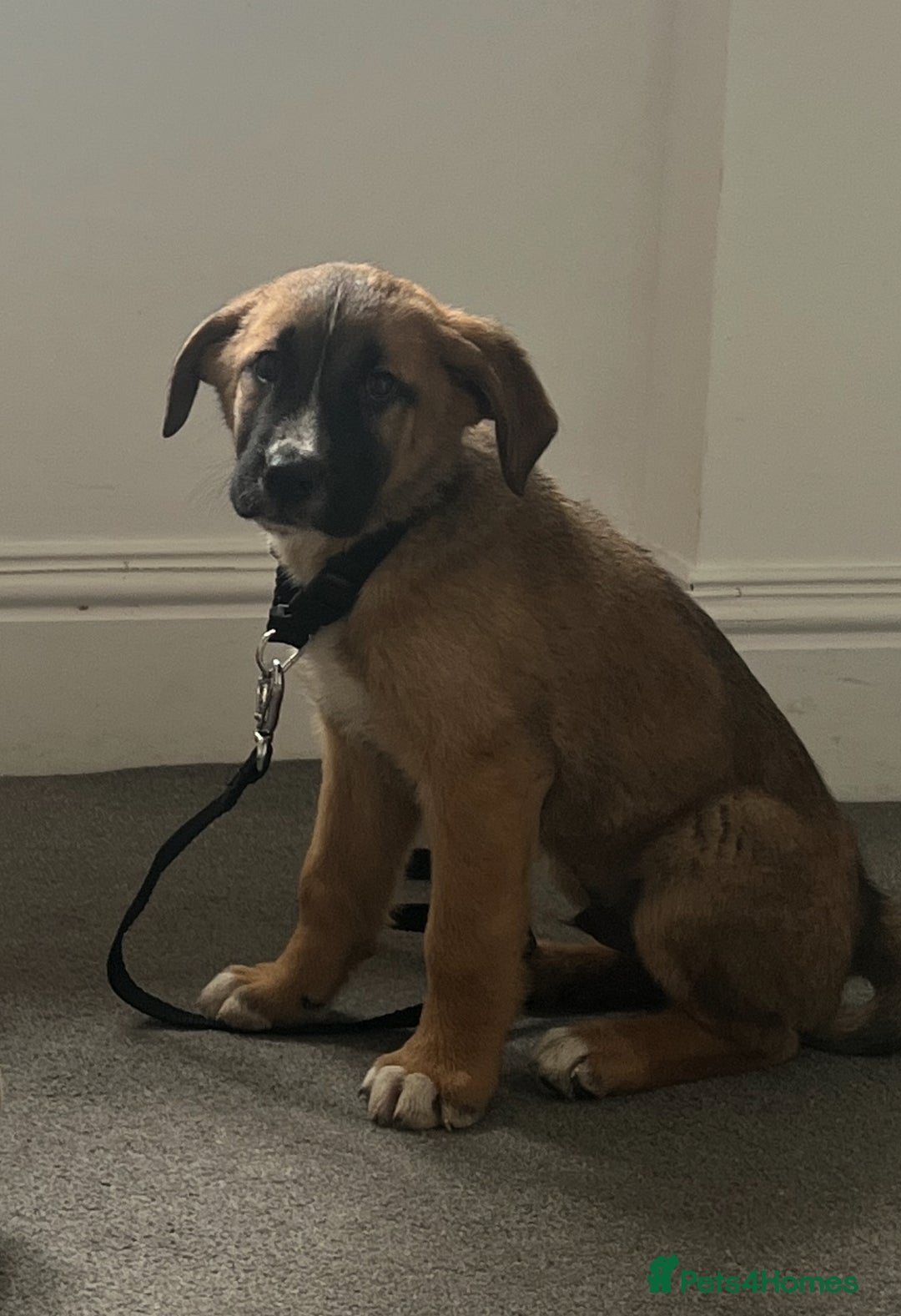Mixed Breed dogs for sale: Belgian malinois x saint bernard - Image 8
