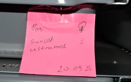 Python Snake reptiles for sale: Amazing baby ball pythons - Advert 34