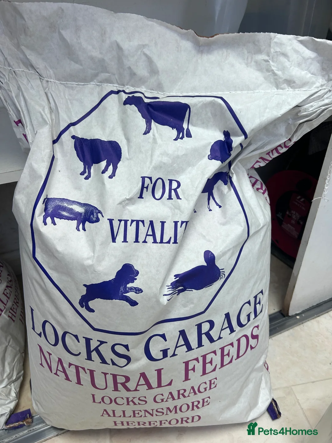 Chickens poultry for sale: 2 black mottled pekin bantam roosters in Hereford - Advert 4