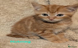 British Shorthair cats for sale: 1/4 maine coon British kittens - Image 5