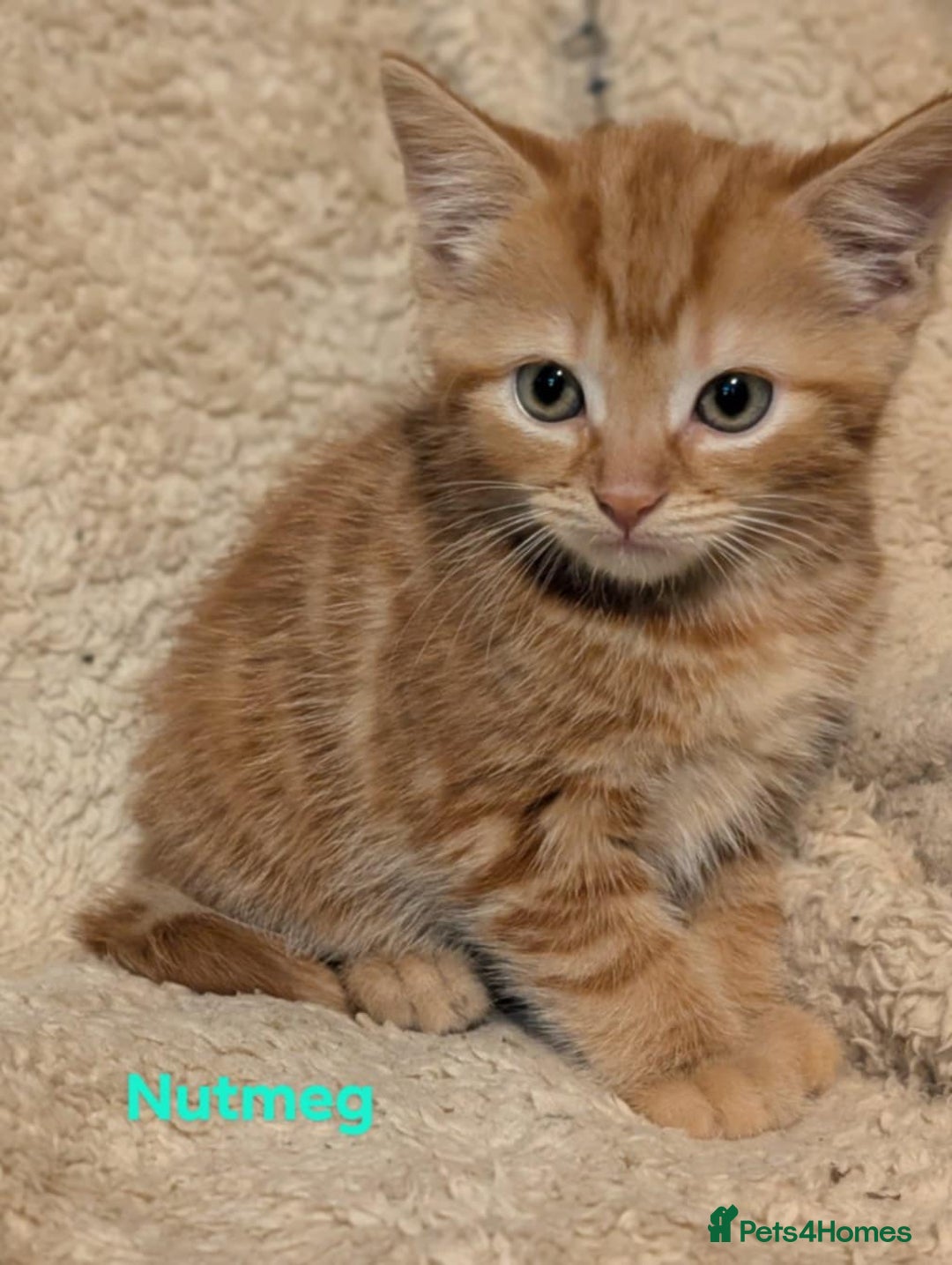 British Shorthair cats for sale: 1/4 maine coon British kittens - Image 5
