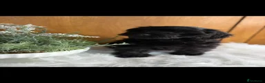 Cavapoo Puppy 5