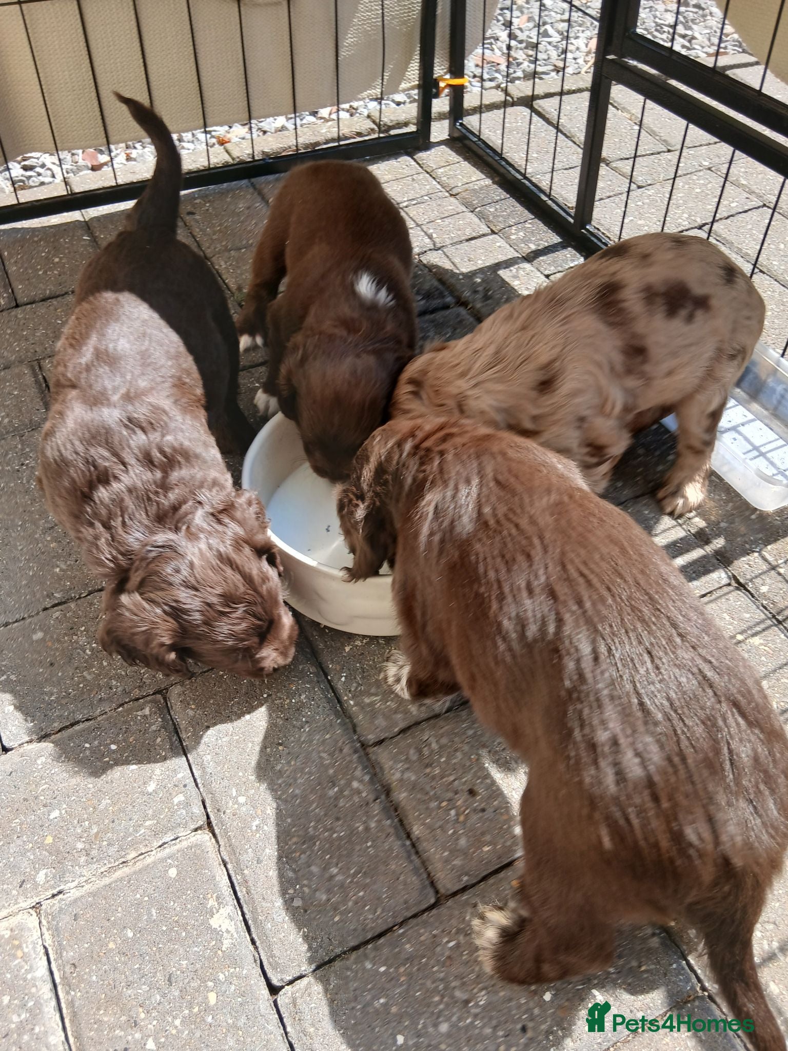 Cocker Spaniel dogs Cocker spaniels puppies  - Advert 2