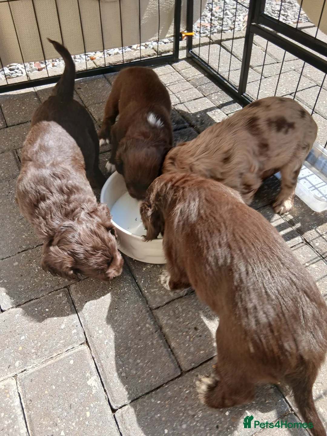 Cocker Spaniel dogs for sale: Cocker spaniels puppies  - Advert 1