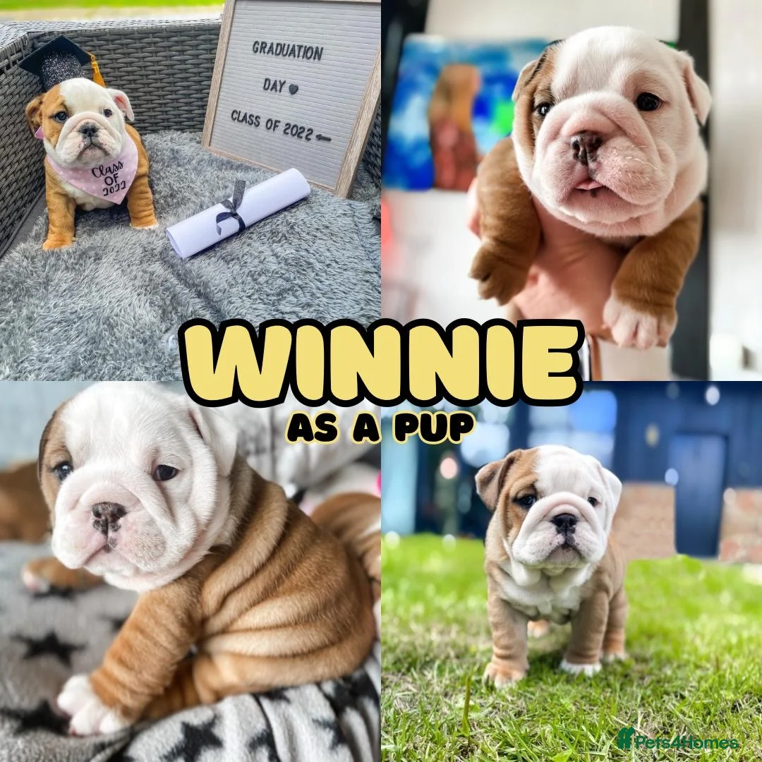 English Bulldog dogs for sale: English bulldogs waiting list due February  - Advert 3