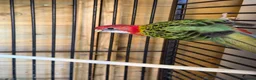 Mixed Breed birds for sale: Variety of rosellas & conure - Advert 6