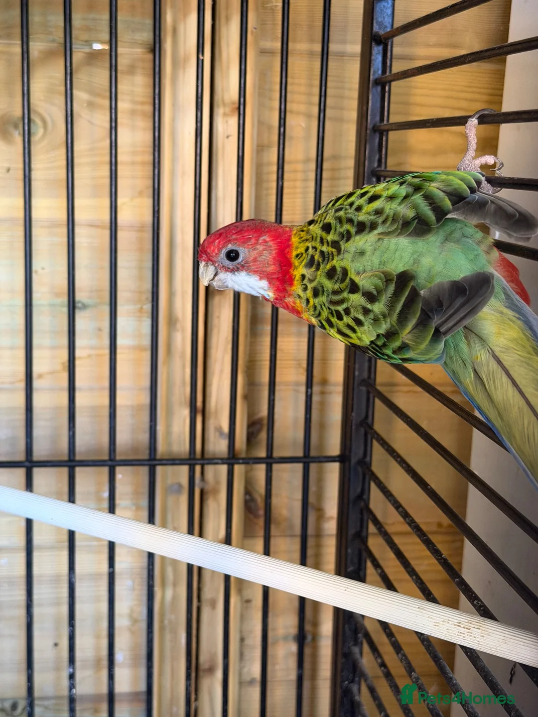 Mixed Breed birds for sale: Variety of rosellas & conure - Advert 6