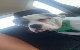 Mixed Breed dogs for sale: Dotty - Image 4