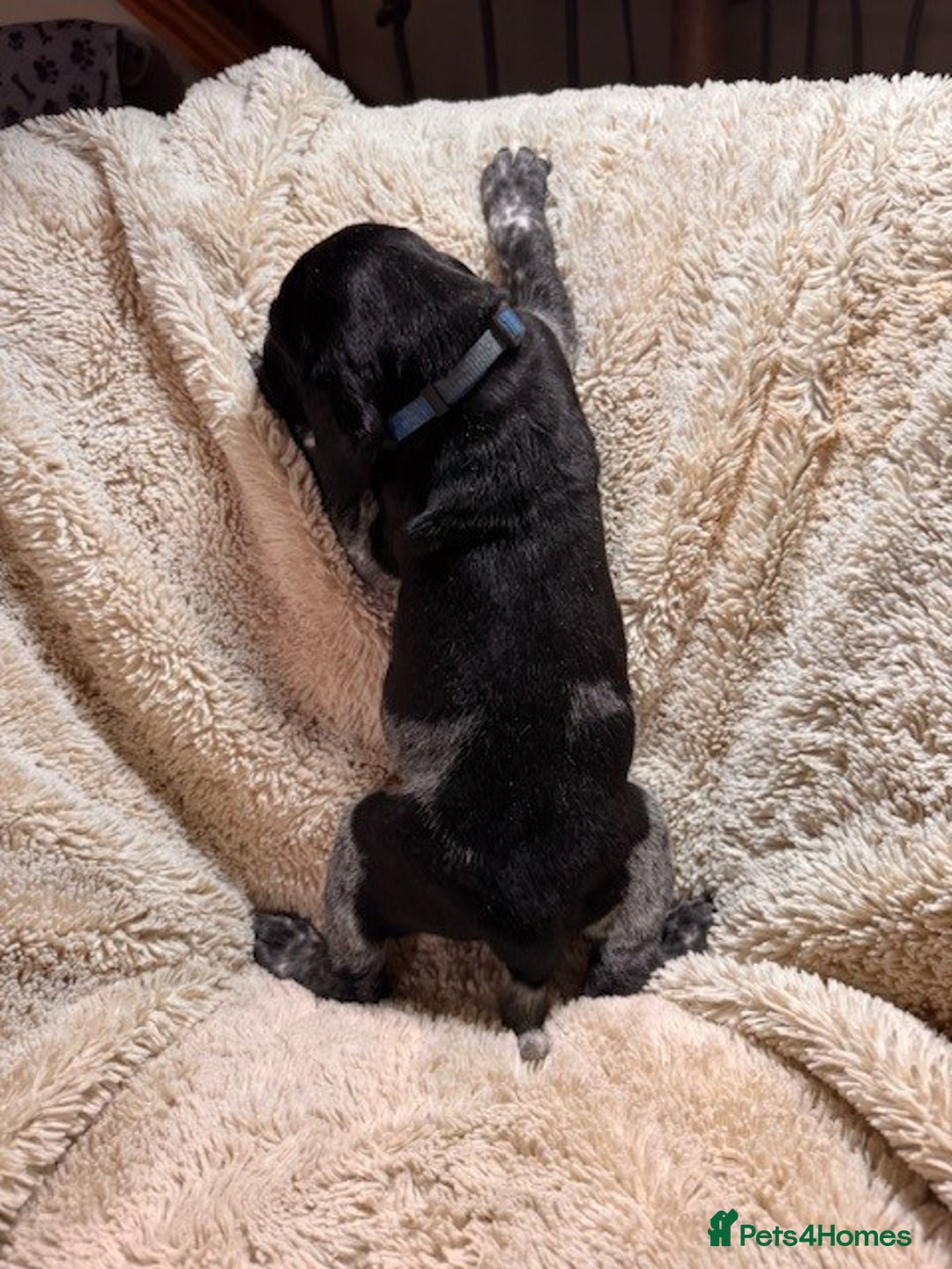 German Shorthaired Pointer dogs for sale: KC Reg Champ blood Lines GSP Pointer Pups - Leeds - Advert 20