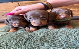 Miniature Dachshund dogs for sale: 3 miniature dachshund boys left for sale - Image 6