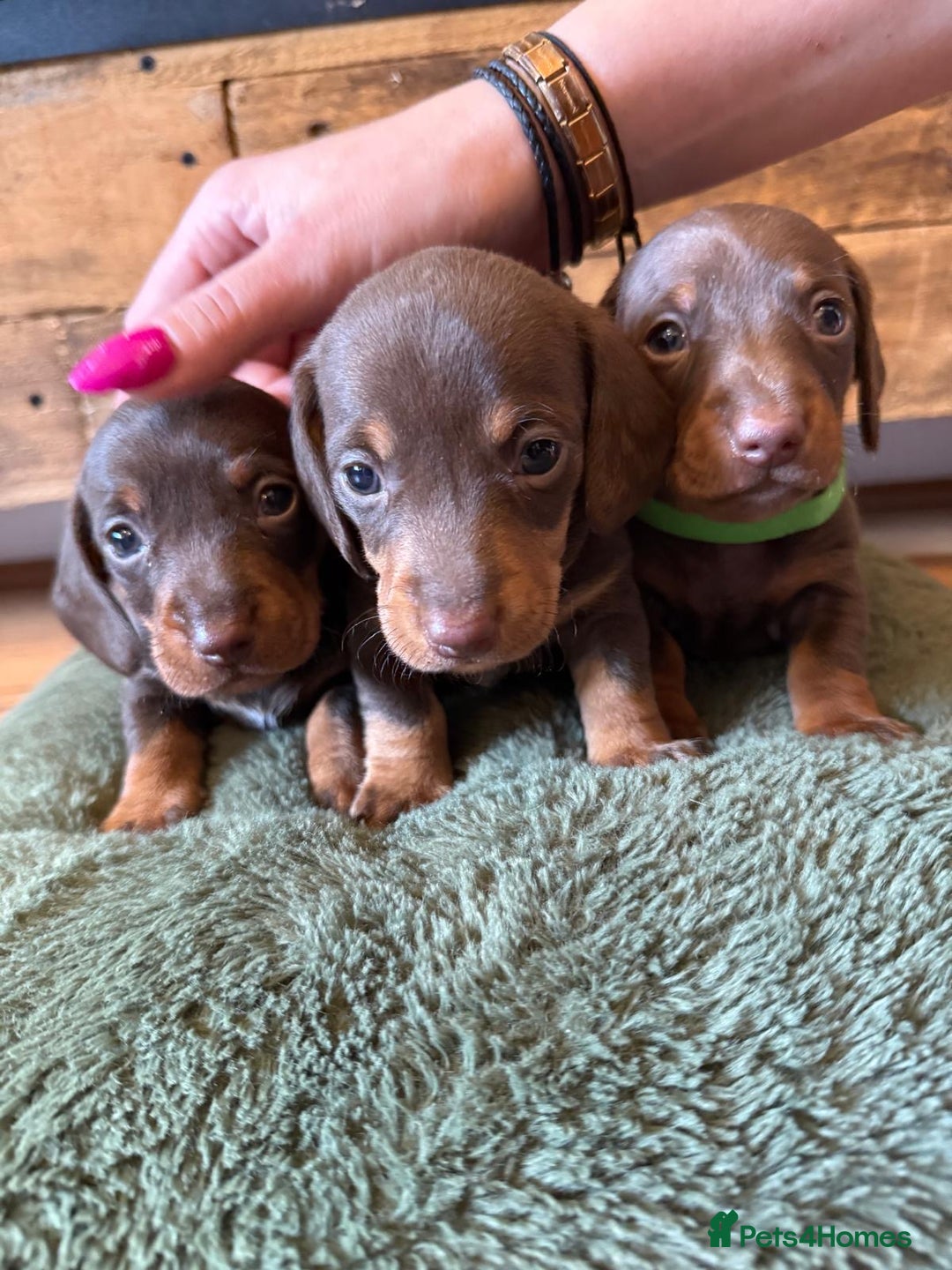 Miniature Dachshund dogs for sale: 3 miniature dachshund boys left for sale - Image 6