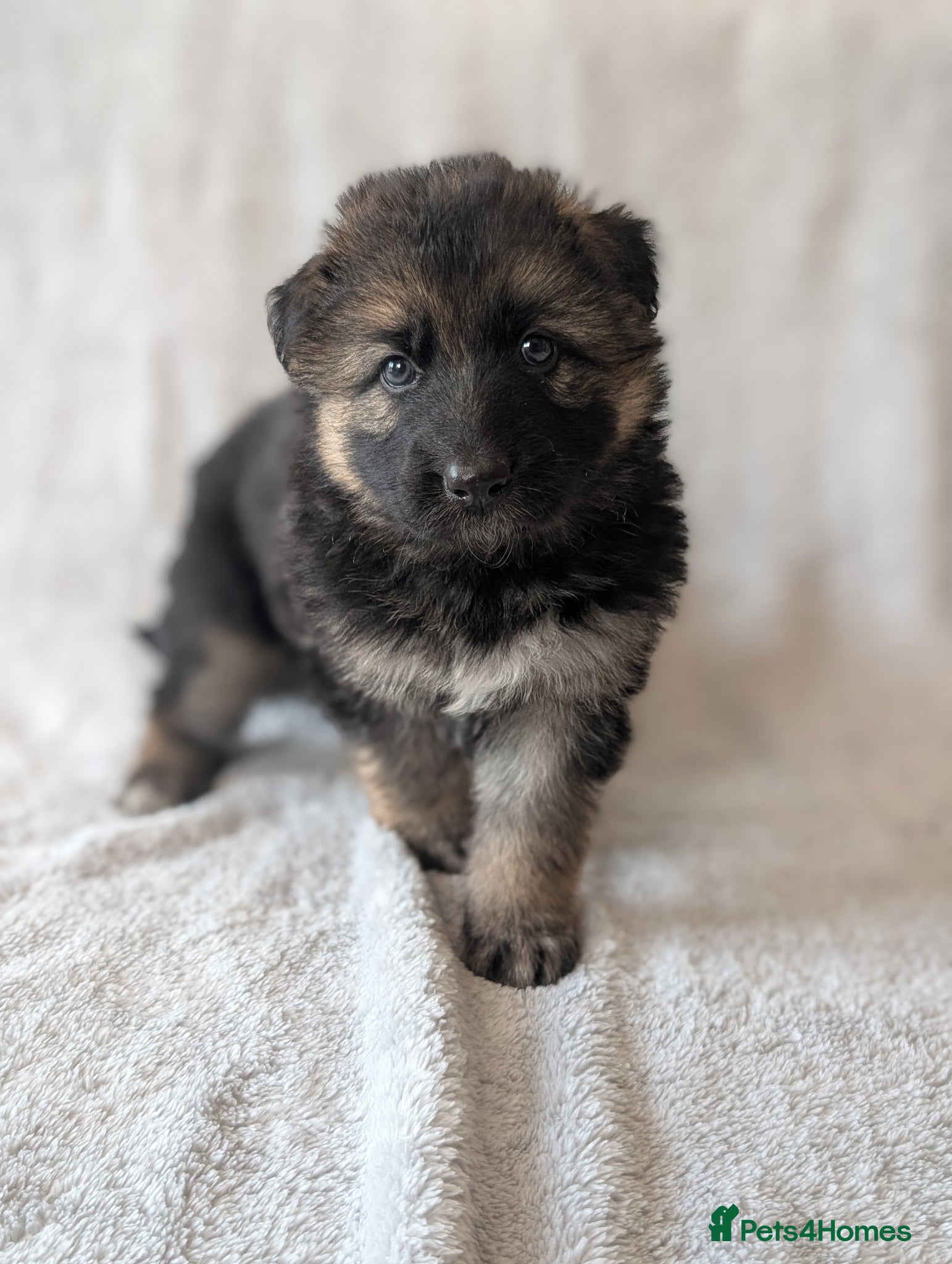 German Shepherd dogs KC Registered German Shepherd Puppies 🐾  - Advert 6