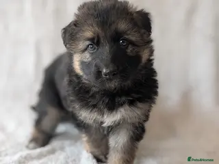 German Shepherd dogs KC Registered German Shepherd Puppies 🐾 - Advert 6