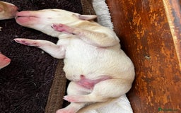 Labrador Retriever dogs for sale: Quality Labrador puppies Ready soon - Image 10