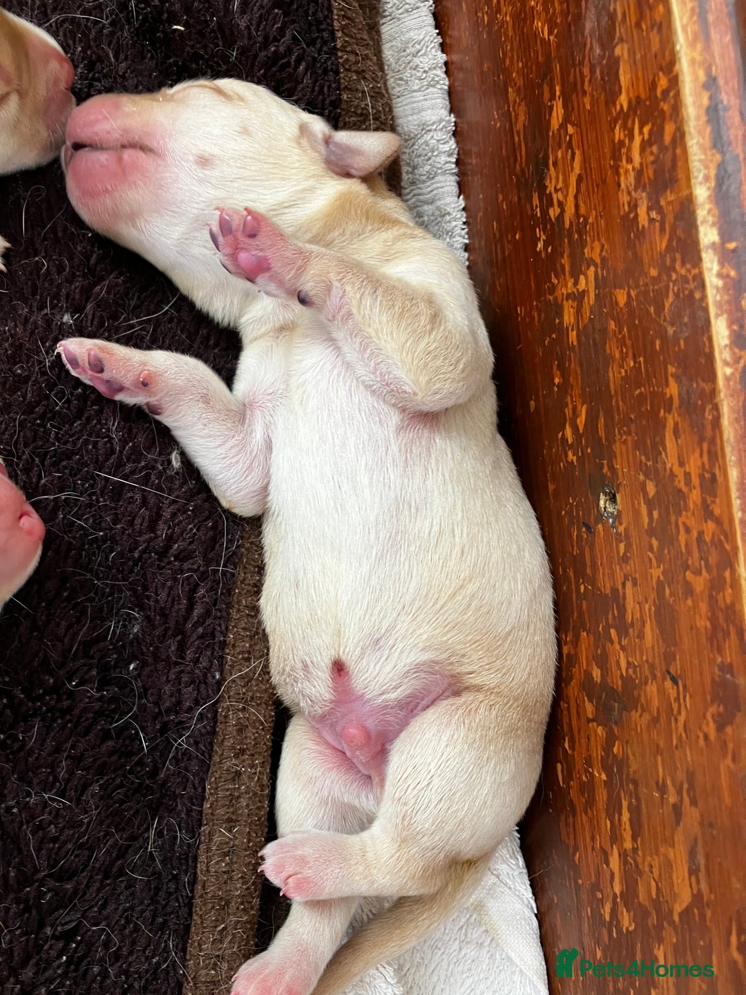 Labrador Retriever dogs for sale: Quality Labrador puppies Ready soon - Image 10