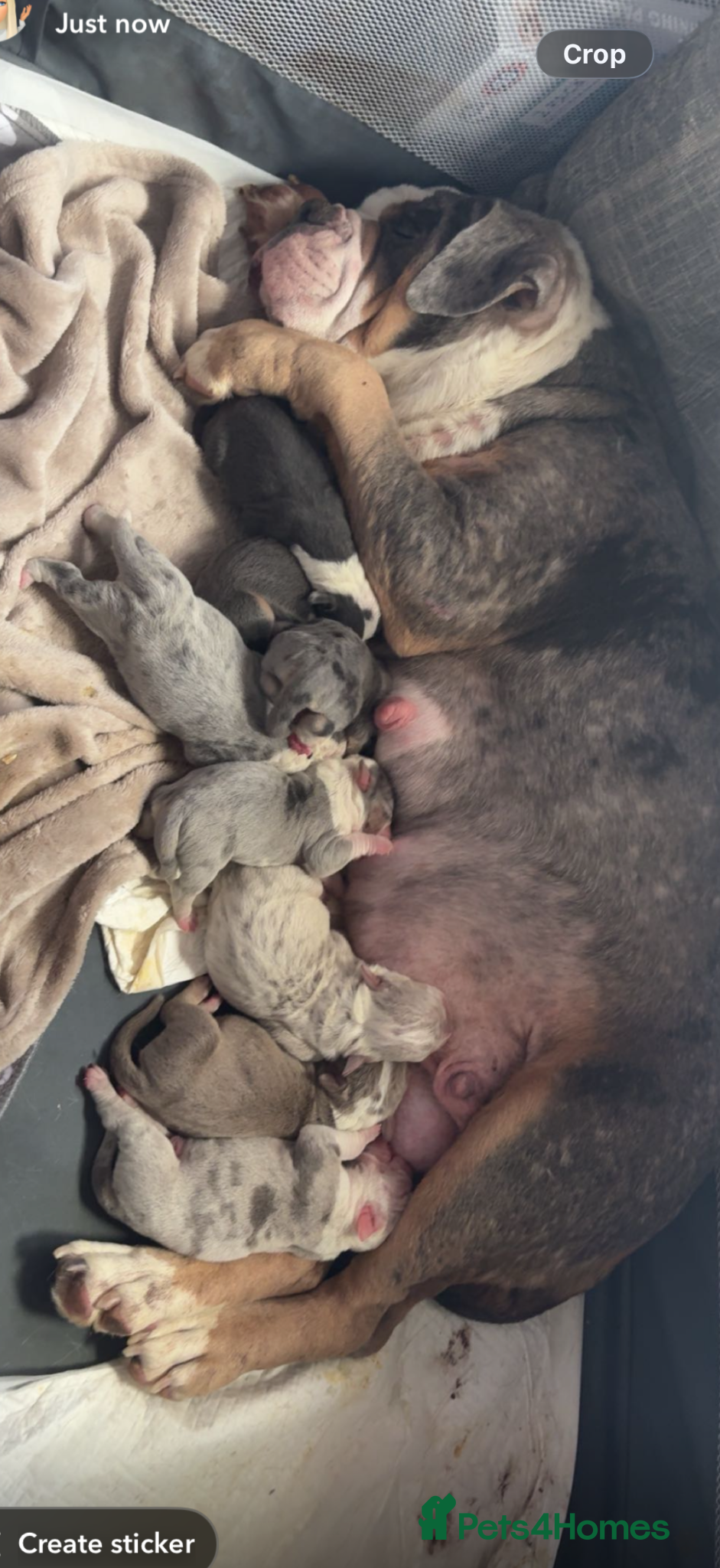 English Bulldog dogs English bulldog puppies  - Advert 1