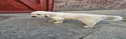 Golden Retriever dogs for sale: Golden Retriever puppys in Harrow London  - Advert 14