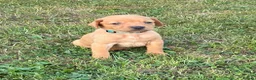 Labrador Retriever dogs for sale: F1 Labrador x Vizsla - Advert 24