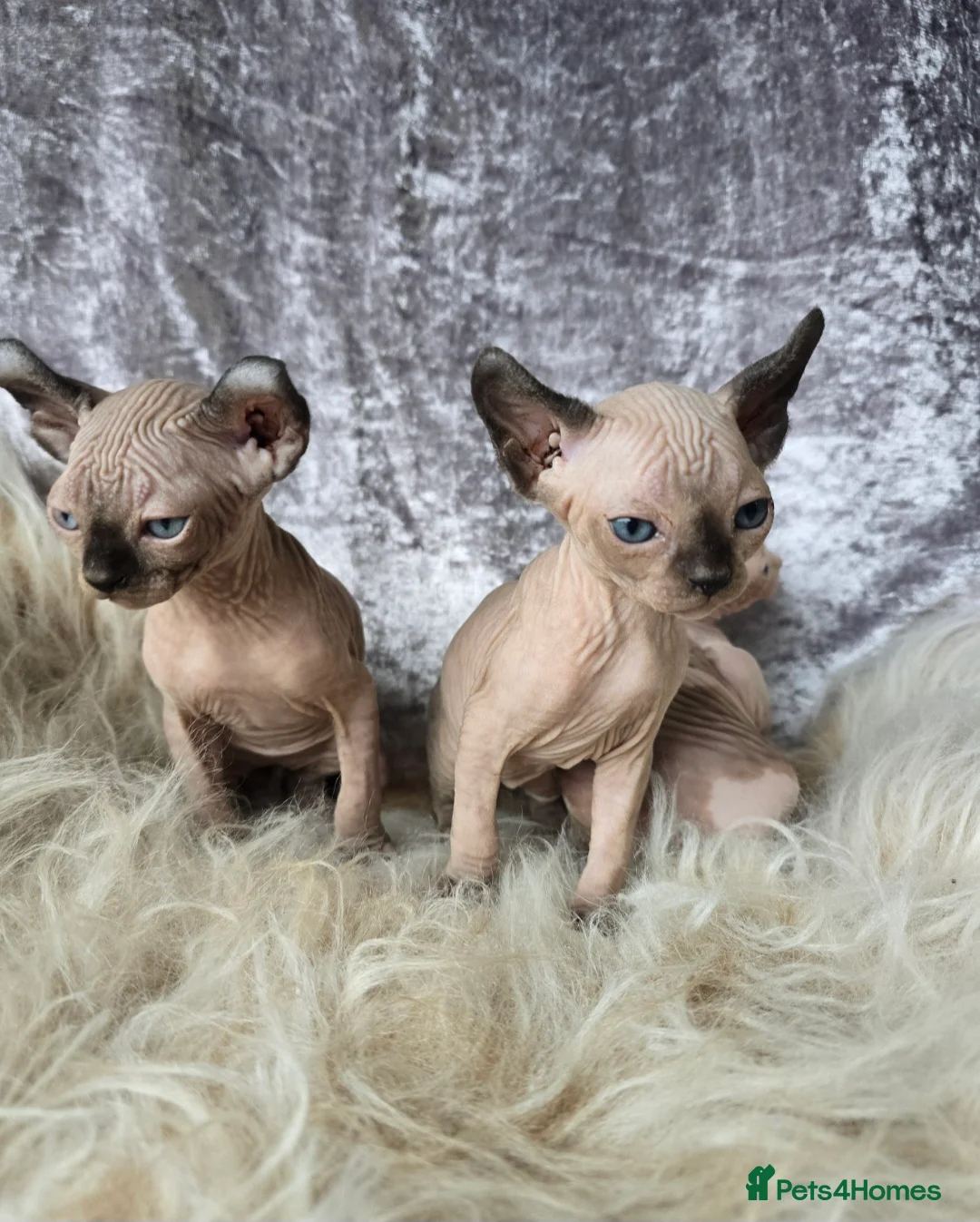 Sphynx cats for sale: ❤️ TICA PEDIGREE KITTENS ❤️😸HEALTH TESTED😸  - Advert 26