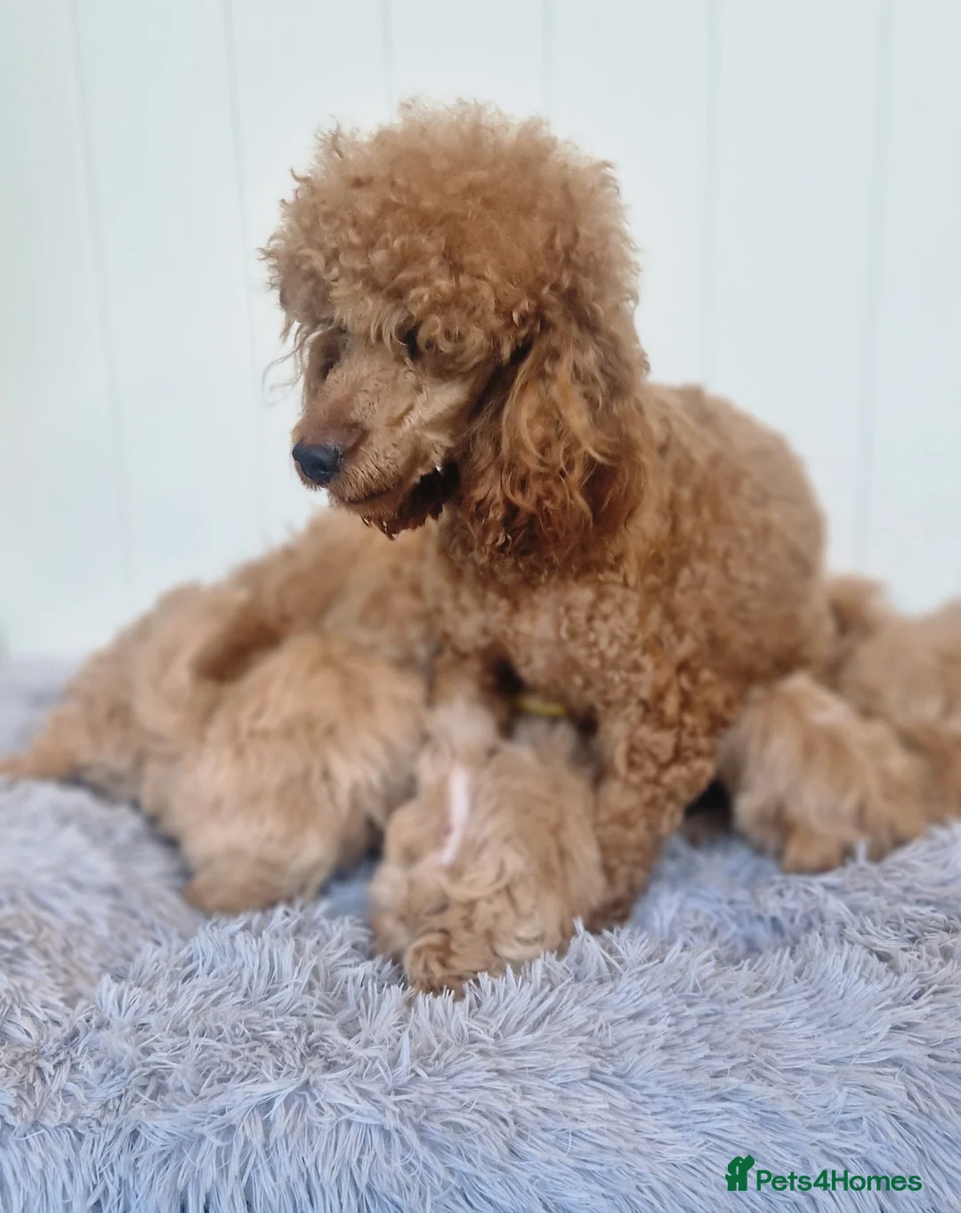 Maltipoo dogs for sale:  Beautiful health clear Maltipoo's - Advert 19