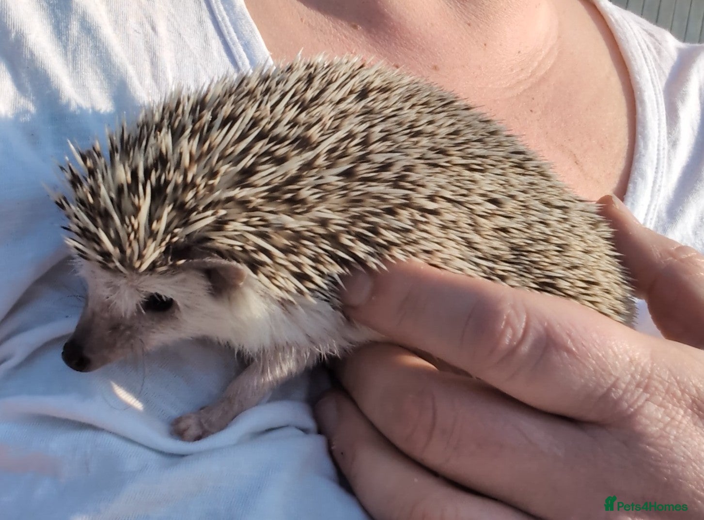Pygmy Hedgehog rodents African pygmy hedgehog  - Advert 13