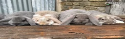 French Lop rabbits for sale: Stunning xl French lops  - Advert 10