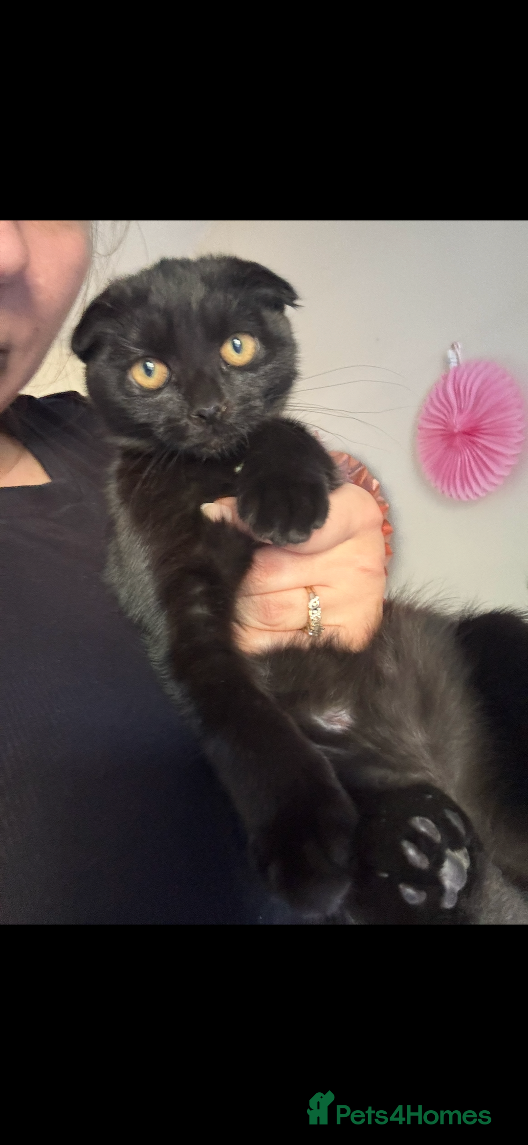 British Shorthair cats for sale: British cat  - Image 1