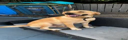 Labrador Retriever dogs for sale: Labrador retriever puppies  - Advert 2