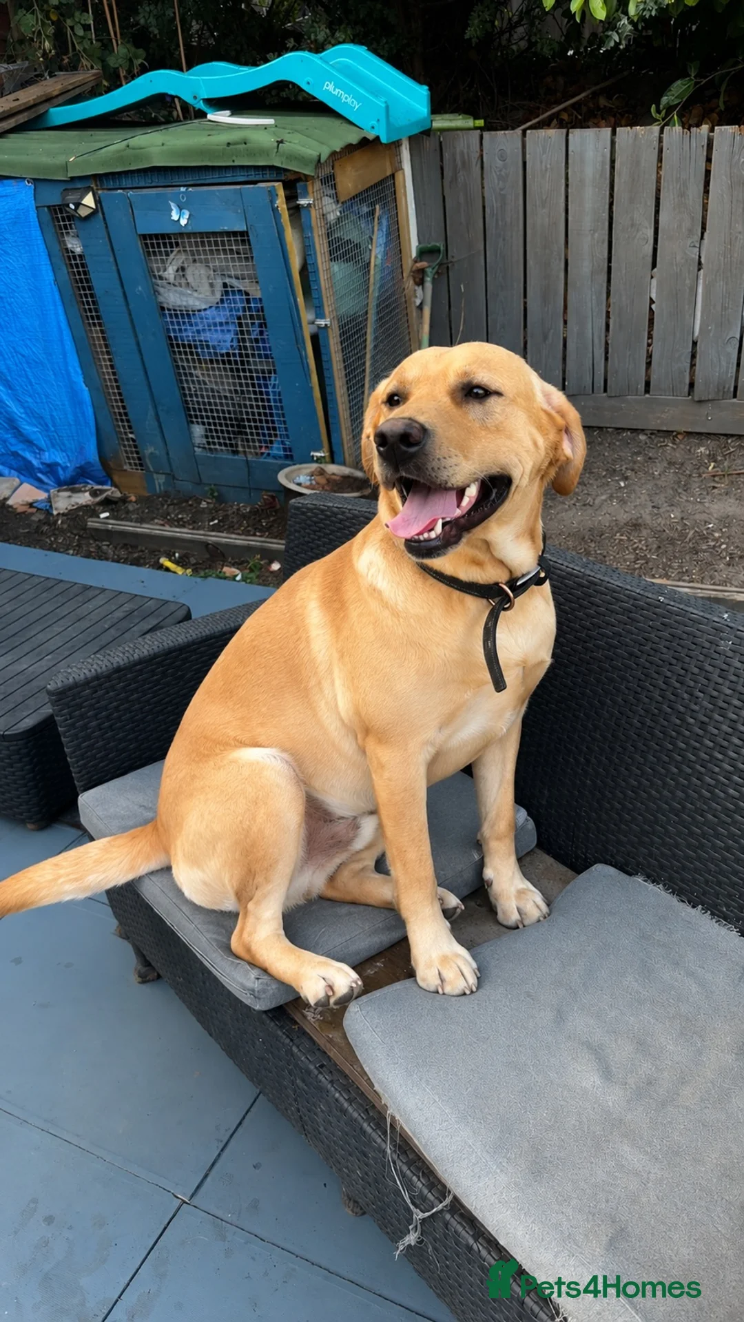 Labrador Retriever dogs for sale: Labrador retriever puppies  - Advert 2