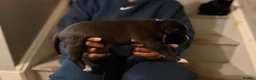 Staffordshire Bull Terrier dogs for sale: Beautiful long legged Staff Litter - Advert 12