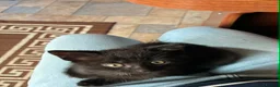 Mixed Breed cats for sale: Two little sisters - Advert 6