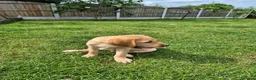 Labrador Retriever dogs for sale: Labrador pups - Advert 32