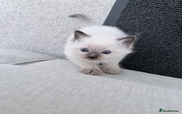 Ragdoll cats for sale: Adorable Baby Ragdolls Ready for Loving Homes - Image 1