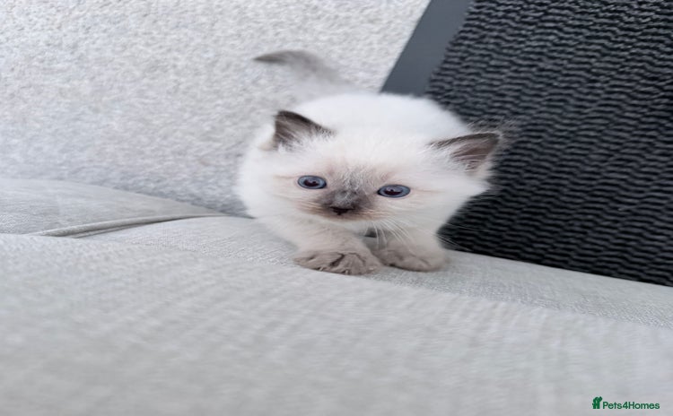 Ragdoll cats - Advert 13