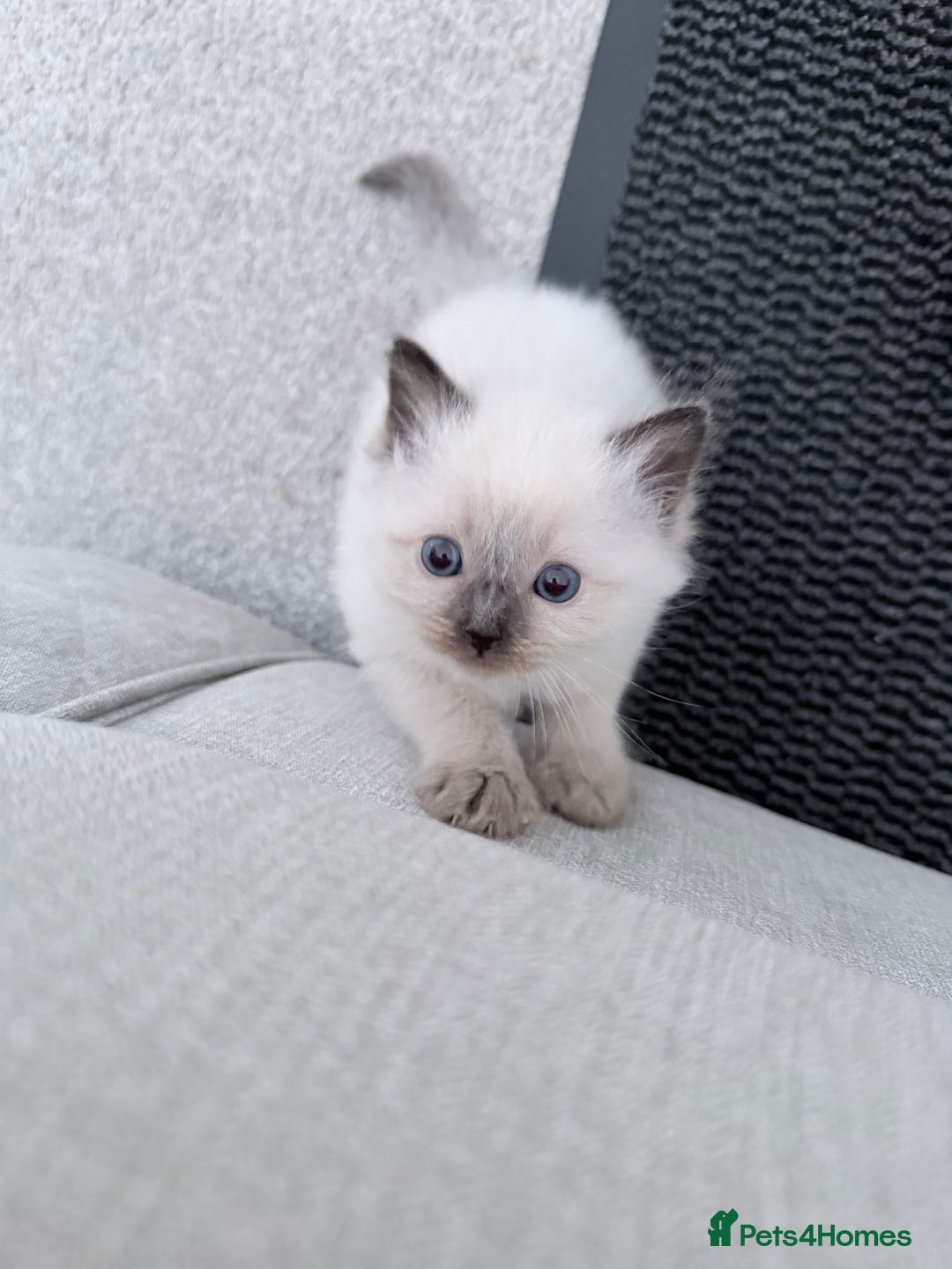 Ragdoll cats for sale: Adorable Baby Ragdolls Ready for Loving Homes - Image 1