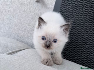 Ragdoll cats - Advert 24