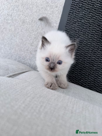 Ragdoll cats - Advert 3