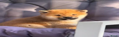Japanese Shiba Inu Puppy 2