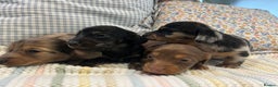 Miniature Dachshund dogs for sale: Mini long hair dachshund pups - Advert 5