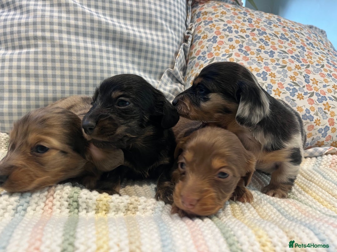 Miniature Dachshund dogs for sale: Mini long hair dachshund pups - Advert 5