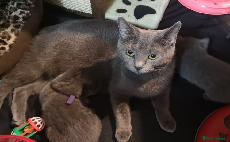 Russian Blue cats Pure Russian blue kittens. READY TO LEAVE 01.12.25 - Advert 9