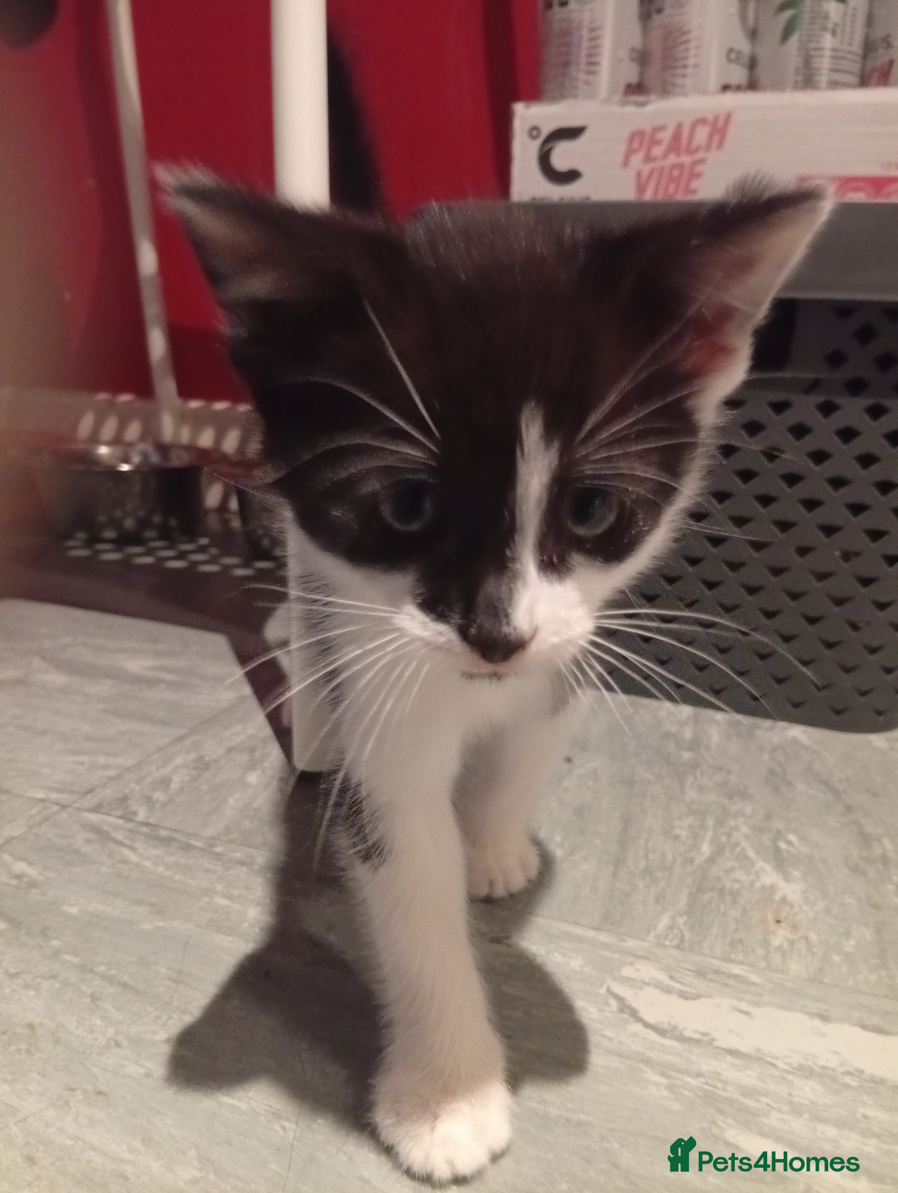 Mixed Breed cats One female left in Spalding - Advert 1
