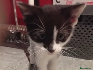 Mixed Breed cats One female left in Spalding - Advert 1