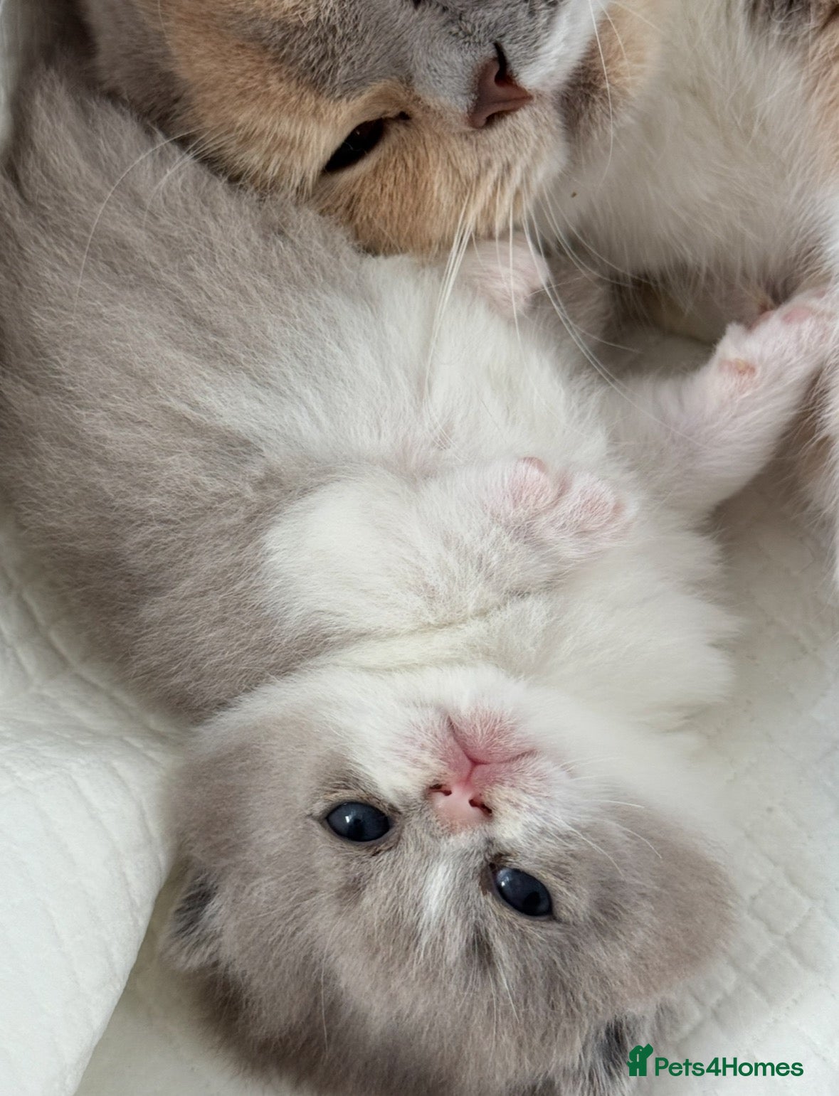 British Shorthair cats Lilac bi colours boys ready mid December ( TICA) - Advert 18