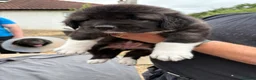 Caucasian Shepherd Dog dogs for sale: Coming soon! 11 pure bred Caucasian Shepherd pups. in Beith - Advert 11